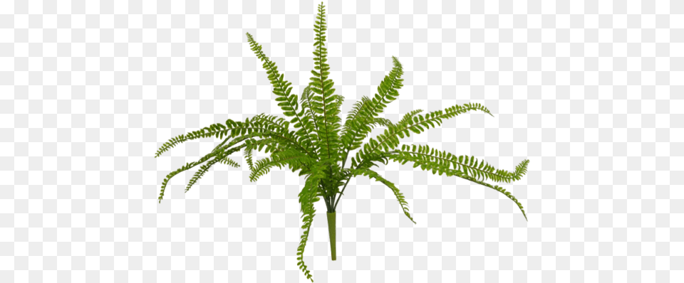Fern, Plant, Leaf Png