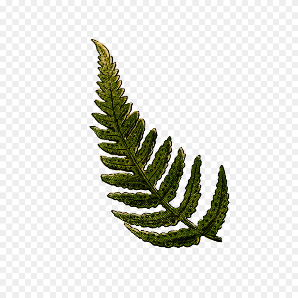 Fern, Plant, Leaf Png