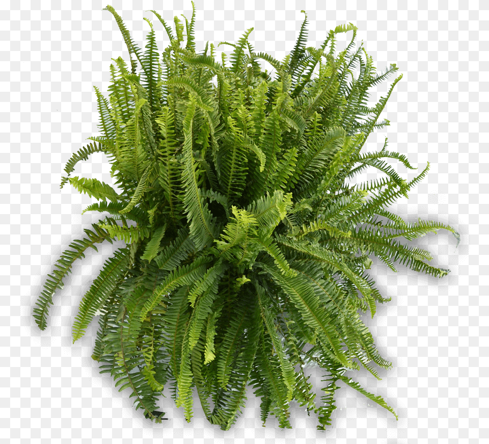 Fern, Plant Free Png Download