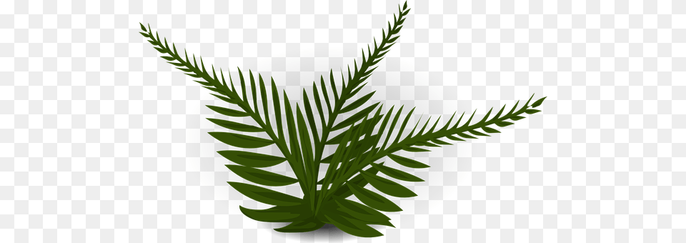 Fern Leaf, Plant, Tree, Green Png Image