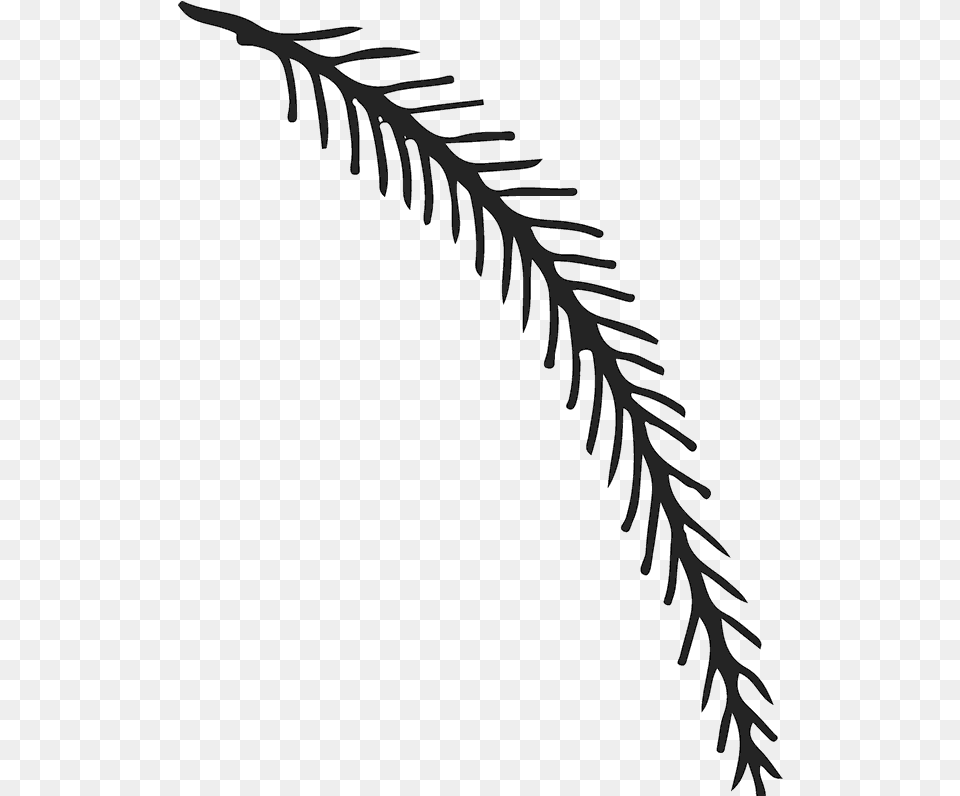 Fern, Plant, Outdoors, Nature, Snow Free Transparent Png