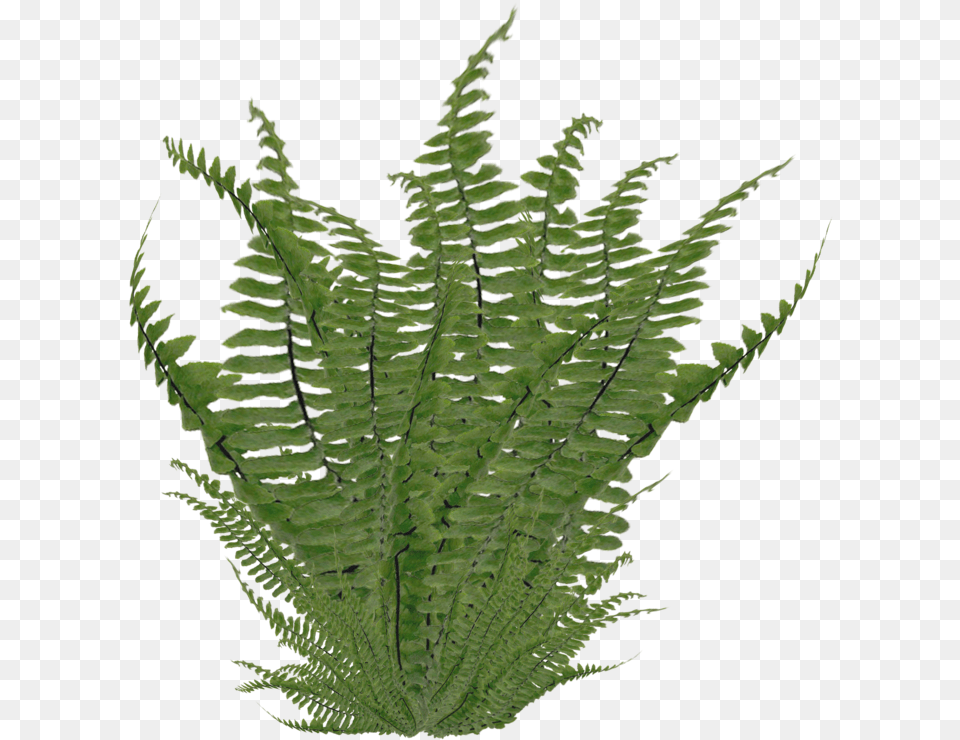 Fern 7 Image Ferns, Plant, Leaf Free Png