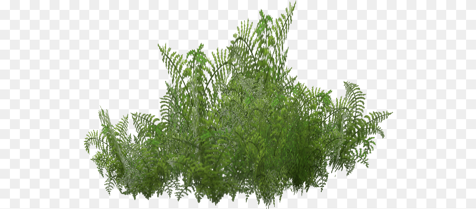 Fern, Plant, Green, Vegetation, Moss Png Image