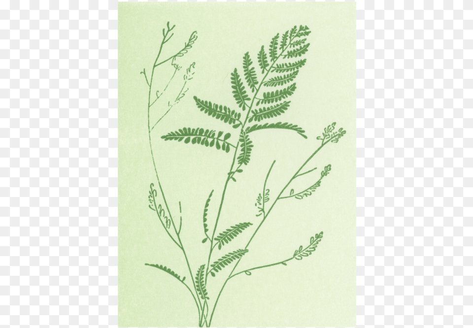 Fern, Grass, Plant, Pattern, Art Free Transparent Png