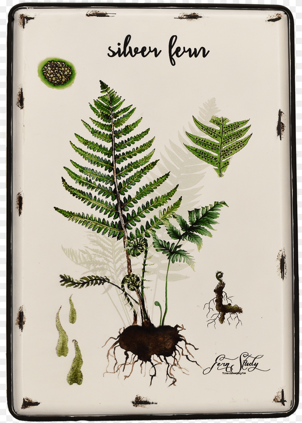 Fern, Plant, Animal, Insect, Invertebrate Free Png Download
