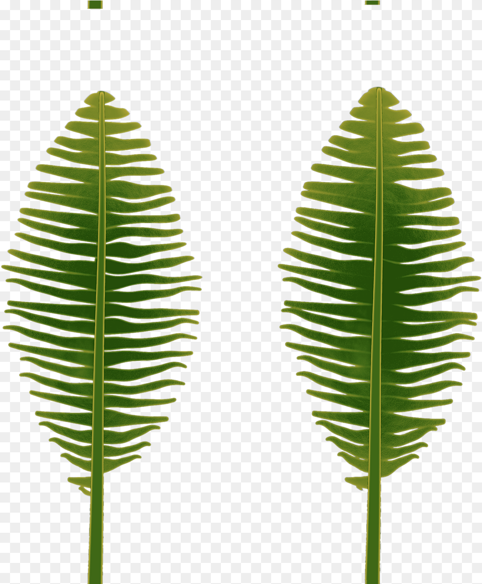 Fern, Leaf, Plant, Vegetation Png