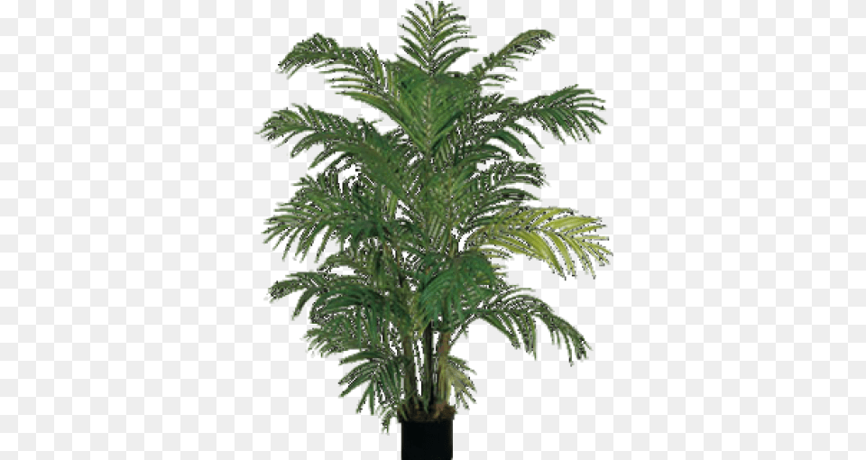 Fern And Vectors For Download Dlpngcom Indoor Palm Trees, Palm Tree, Plant, Tree, Leaf Free Png