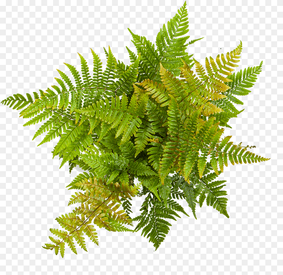 Fern Autumn, Plant Free Png