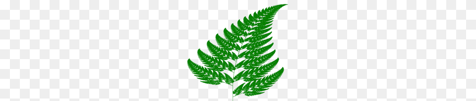 Fern Branch, Plant, Leaf Free Png