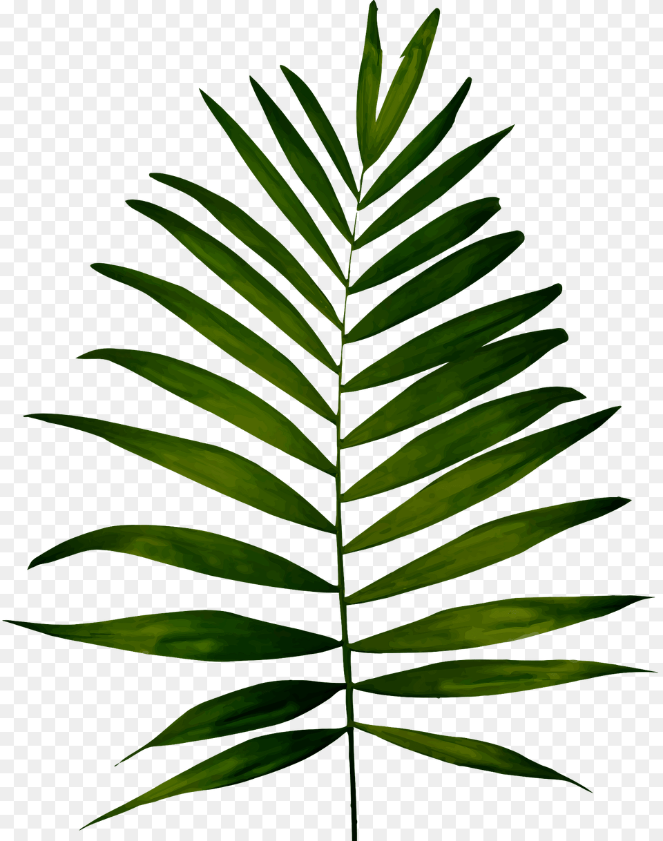 Fern Branch Clipart, Leaf, Plant, Tree, Green Png