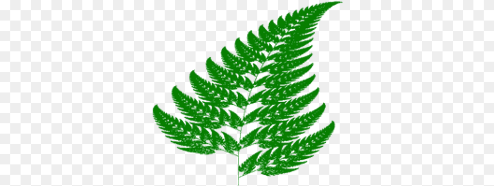 Fern Branch Fractal Geometry, Leaf, Plant Png