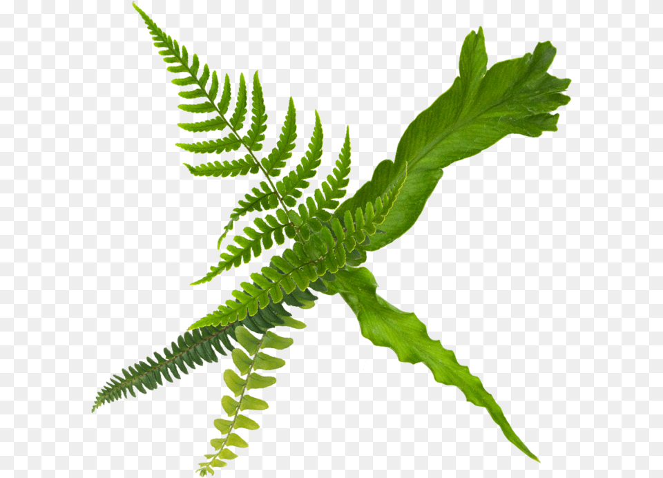 Fern Care, Plant, Leaf Png