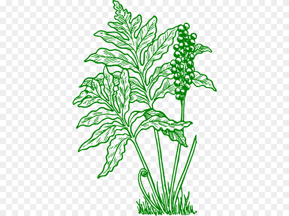 Fern Clip Art, Green, Herbal, Herbs, Leaf Free Png Download