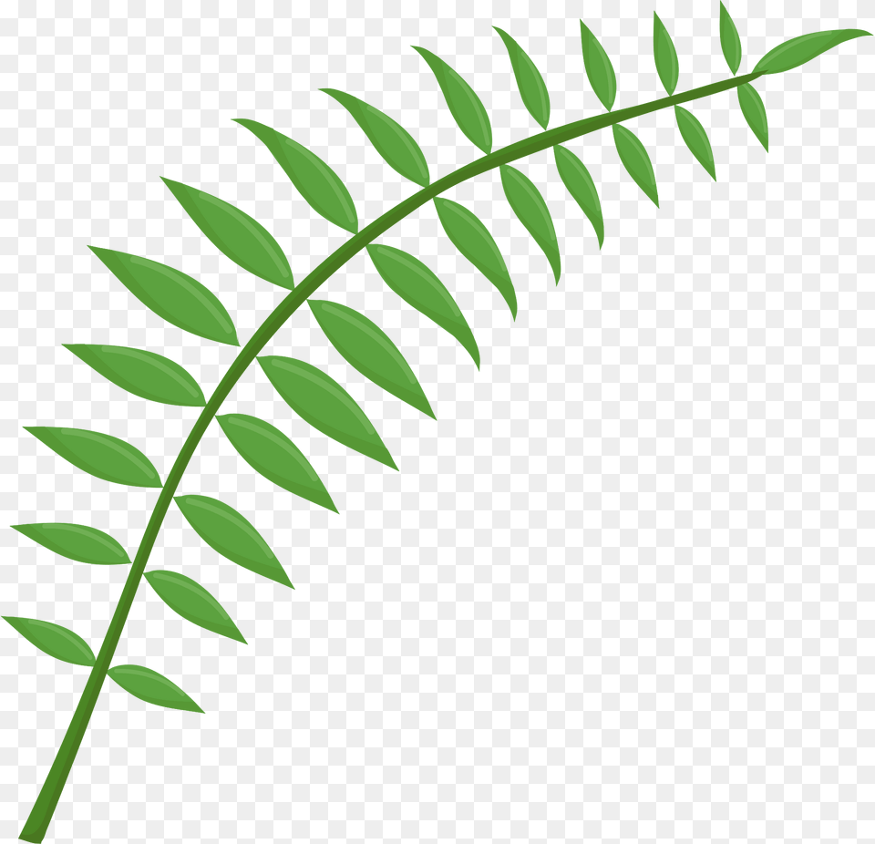 Fern Clipart, Green, Leaf, Plant, Grass Free Png Download