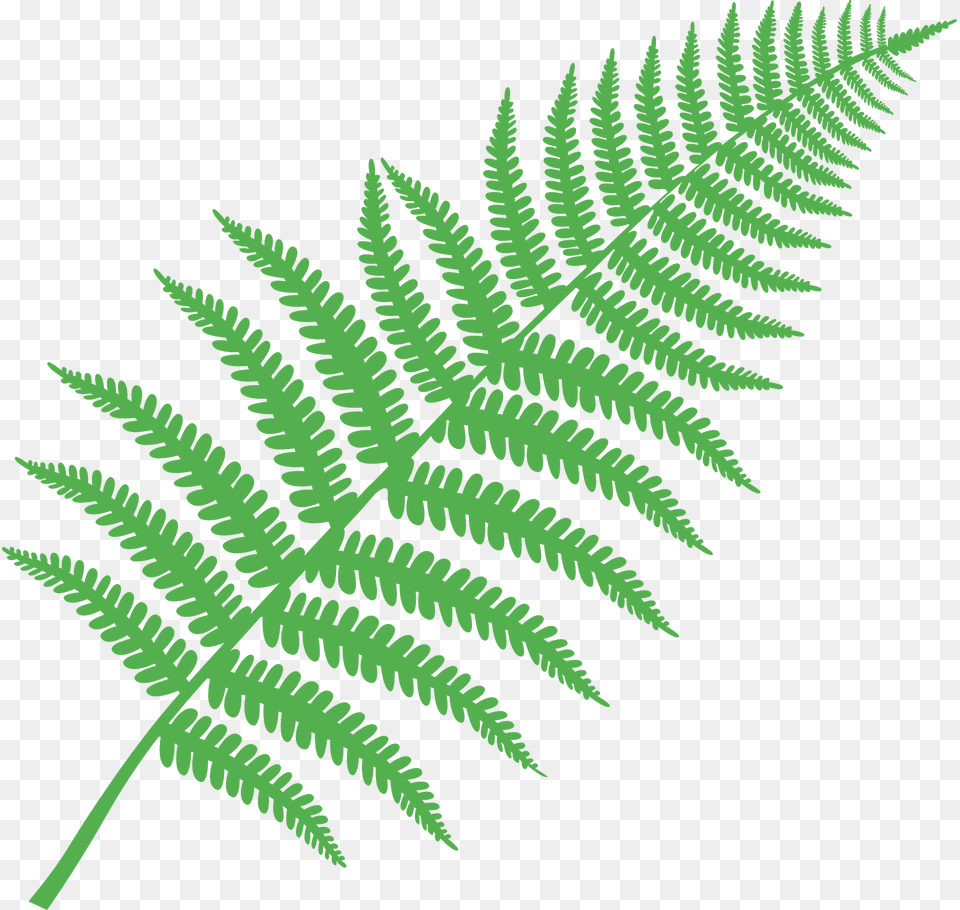 Fern Clipart, Plant Png