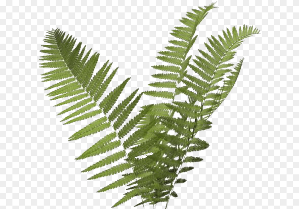 Fern Clipart Background Background Fern, Plant Png Image