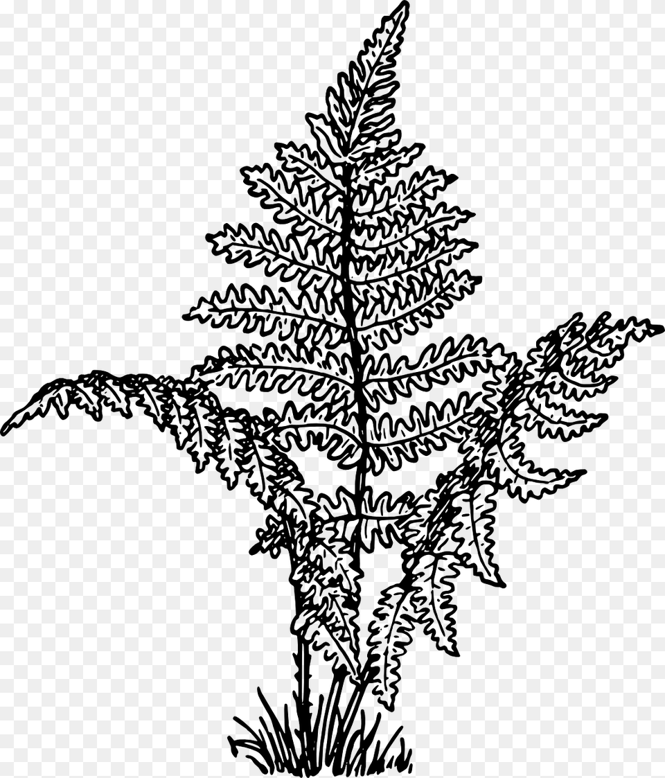 Fern Clipart Black And White, Gray Free Png