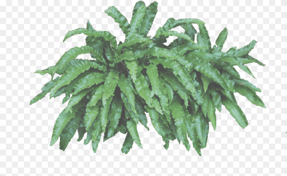 Fern Clipart Bush Portable Network Graphics, Moss, Plant, Leaf Png Image