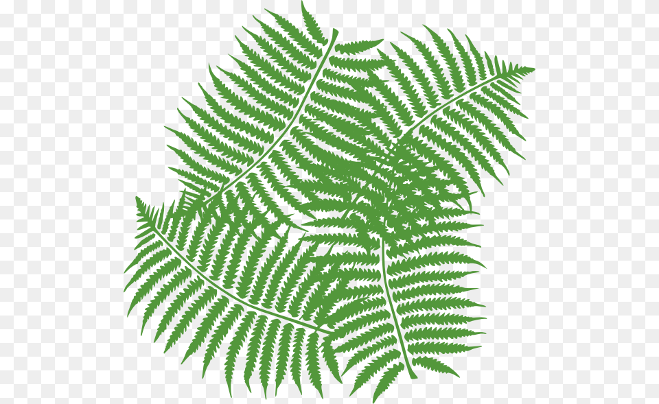 Fern Clipart Fern Clip Art, Plant Free Png Download