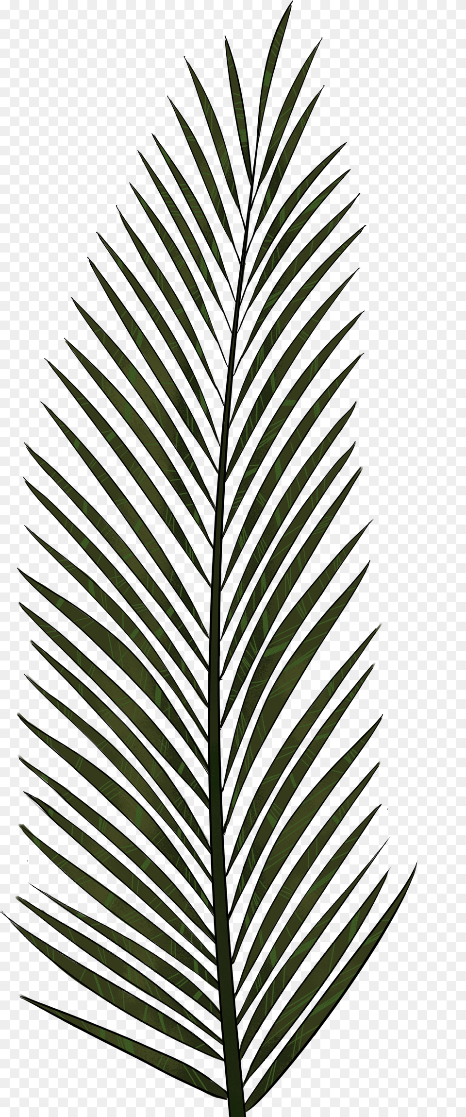 Fern Clipart Foliage For Palm Tree Leaves Drawing, Leaf, Plant Free Png