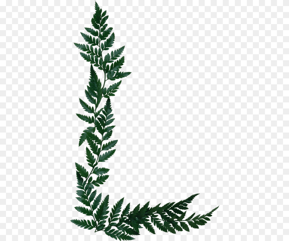 Fern Clipart Olive Silver Fern, Leaf, Plant Png Image