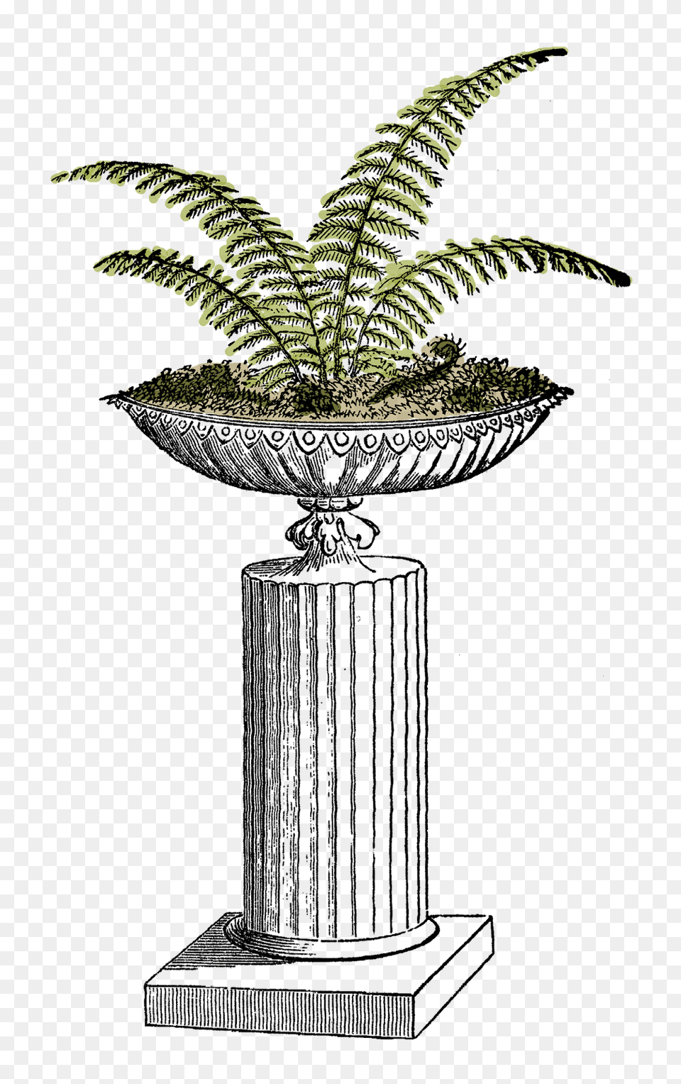 Fern Clipart Planter, Plant, Potted Plant Free Transparent Png