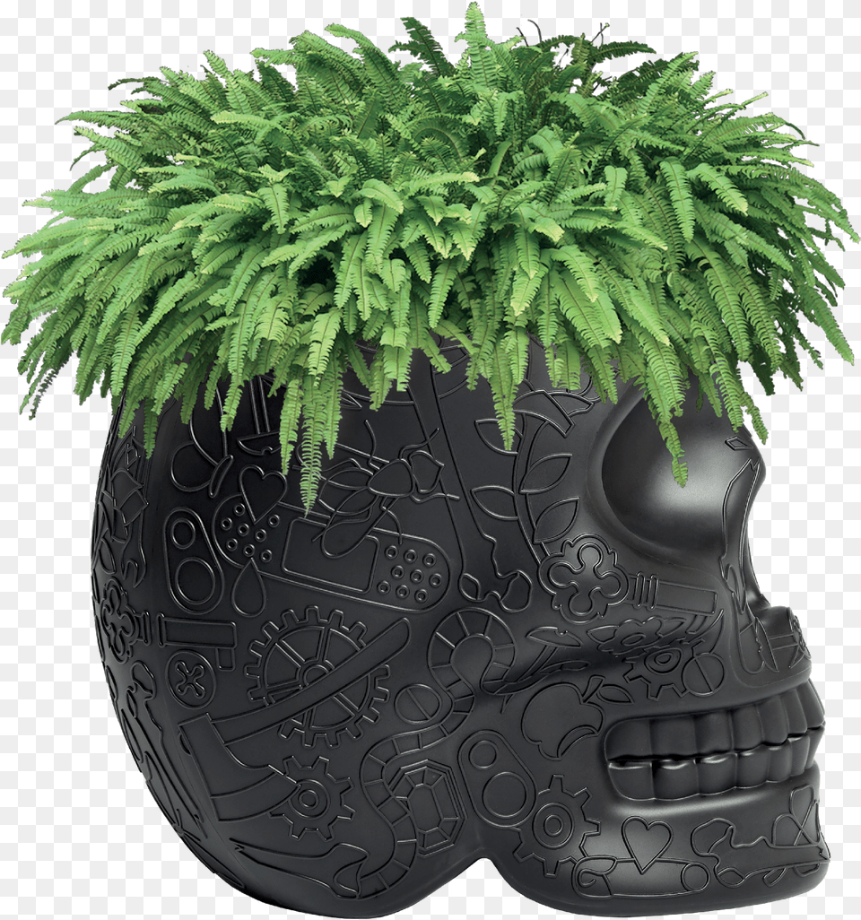 Fern Clipart Planter Tropical Plant, Jar, Moss, Potted Plant, Pottery Free Png