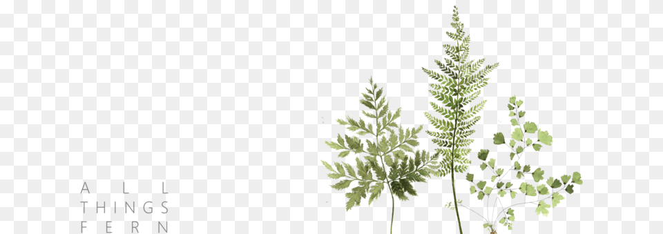 Fern Clipart Tropical Fern Horsetail, Grass, Plant, Tree, Leaf Png Image