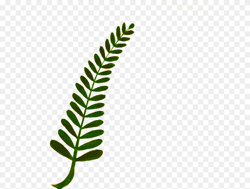 Fern Computer Icons Plant Stem Watercolor Painting Fern Clip Art, Leaf, Flower Png Image
