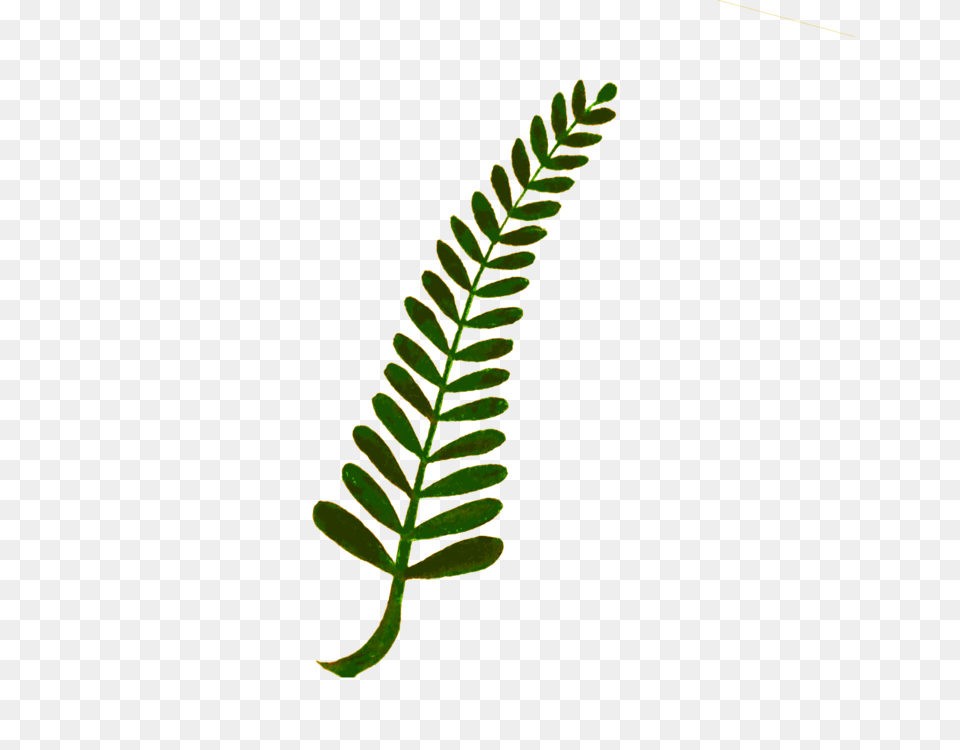 Fern Computer Icons Plant Stem Watercolor Painting Leaf, Flower Free Png