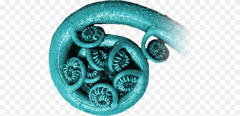 Fern Curllarge Fish, Turquoise, Accessories, Car, Transportation Png