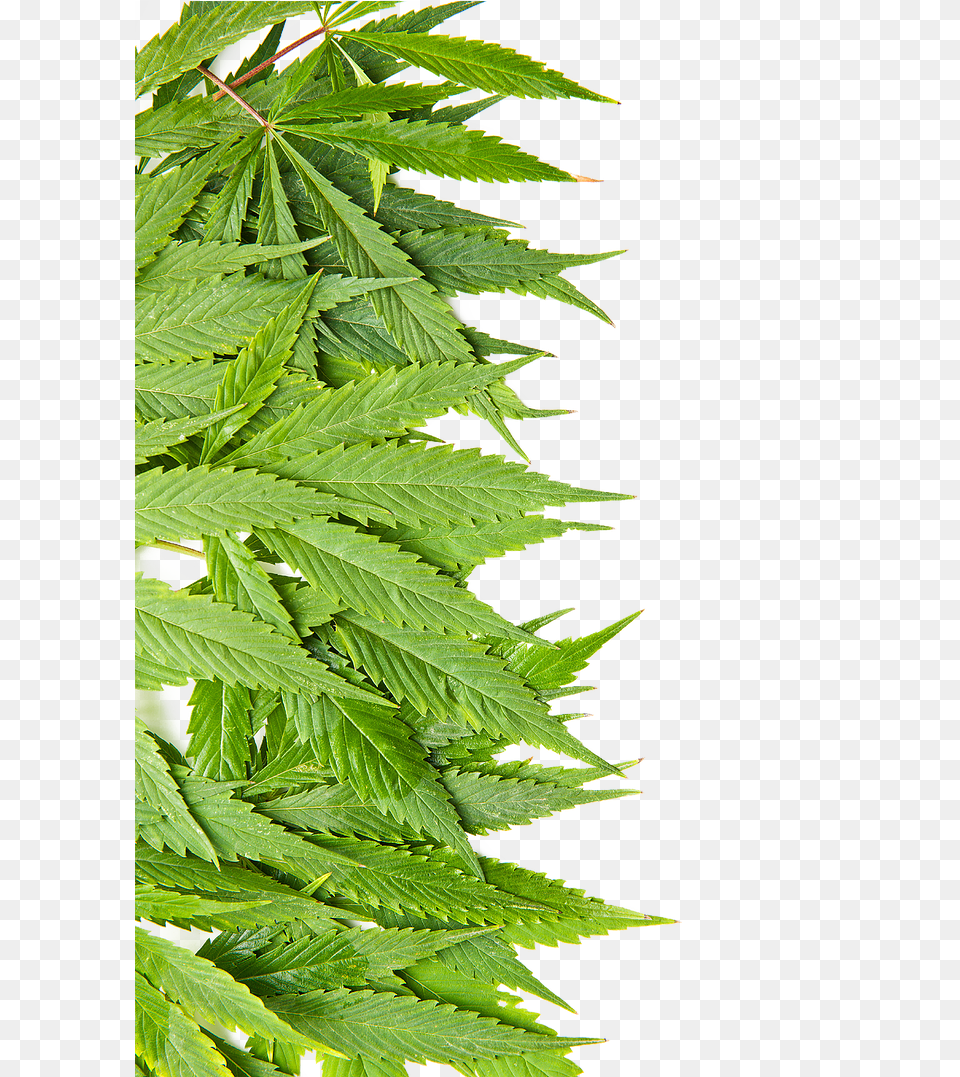 Fern Download, Leaf, Plant, Hemp, Herbal Png