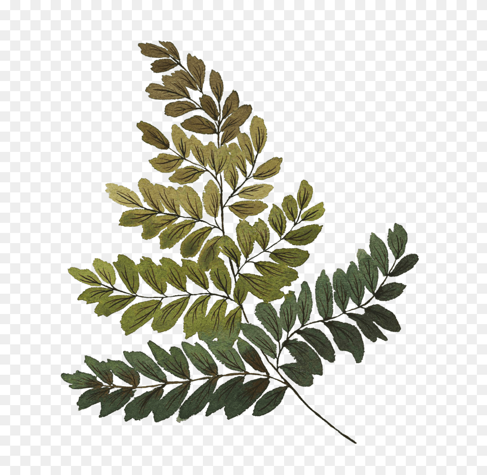 Fern Download Gambel Oak, Vegetation, Plant, Leaf, Tree Png