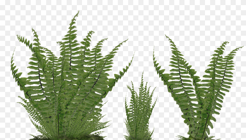 Fern Foliage Stock Photo 2081 Assorted Ground By Ferns, Plant, Leaf Free Transparent Png
