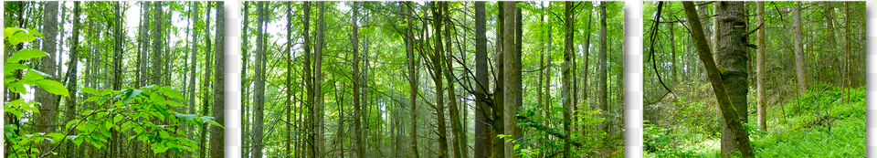 Fern Forrest Split Aluminum Photography, Woodland, Vegetation, Tree, Rainforest Png Image