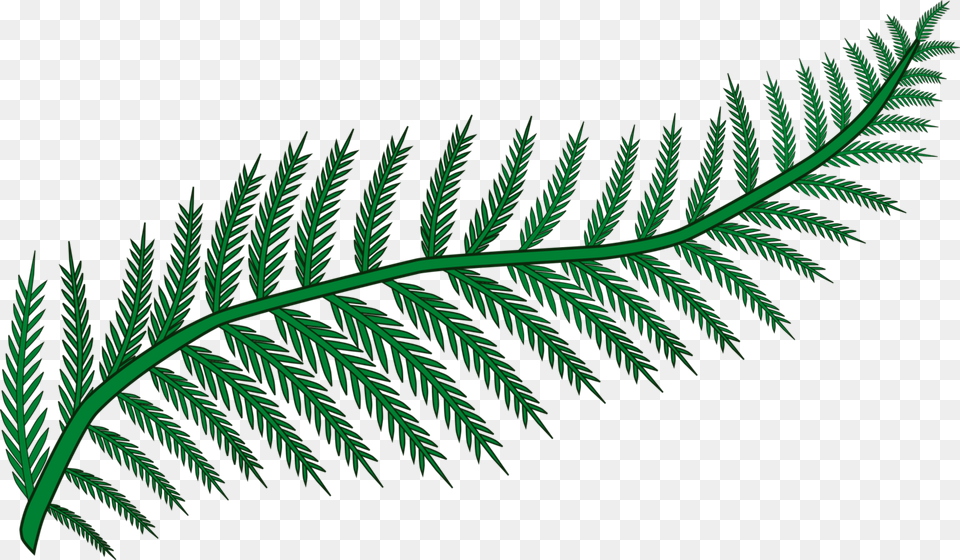 Fern Frond Plants Leaf Vascular Plant, Pattern, Green, Accessories Free Png