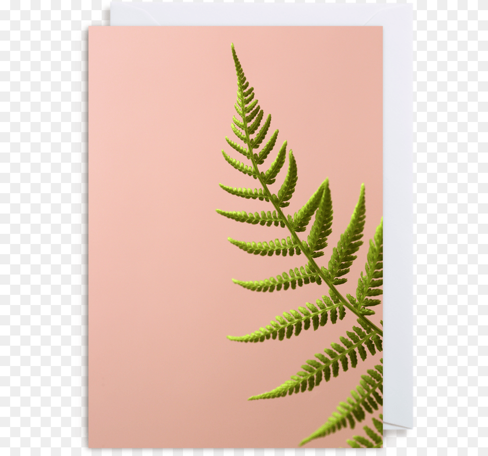 Fern Greeting Card, Plant, Leaf Free Png Download