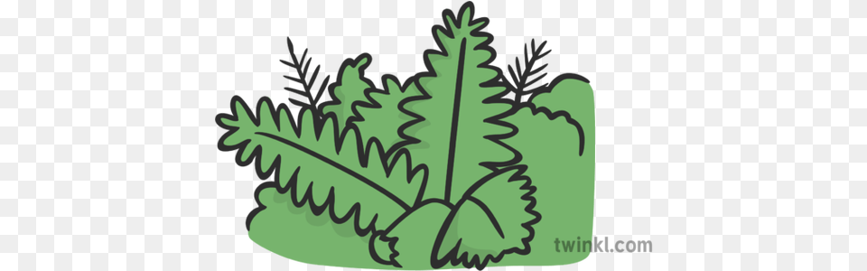 Fern Illustration Twinkl Fern, Leaf, Plant, Herbal, Herbs Png Image