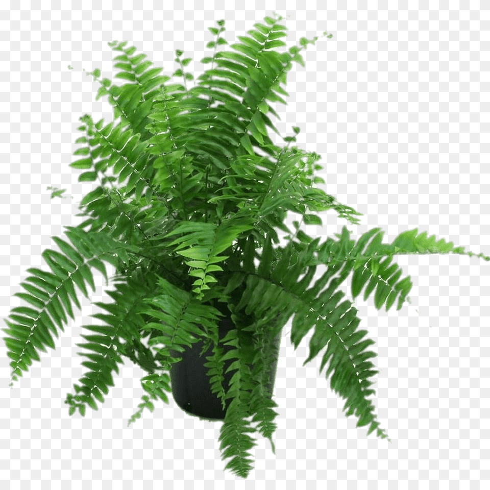 Fern In Black Pot, Plant Free Transparent Png