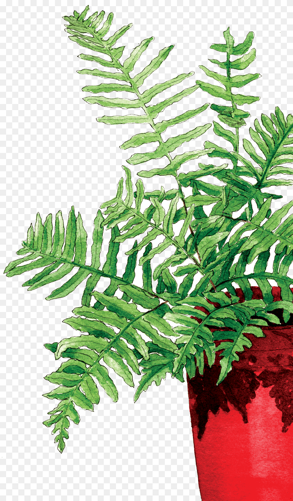 Fern In The Red Pot Fern, Plant, Leaf Png