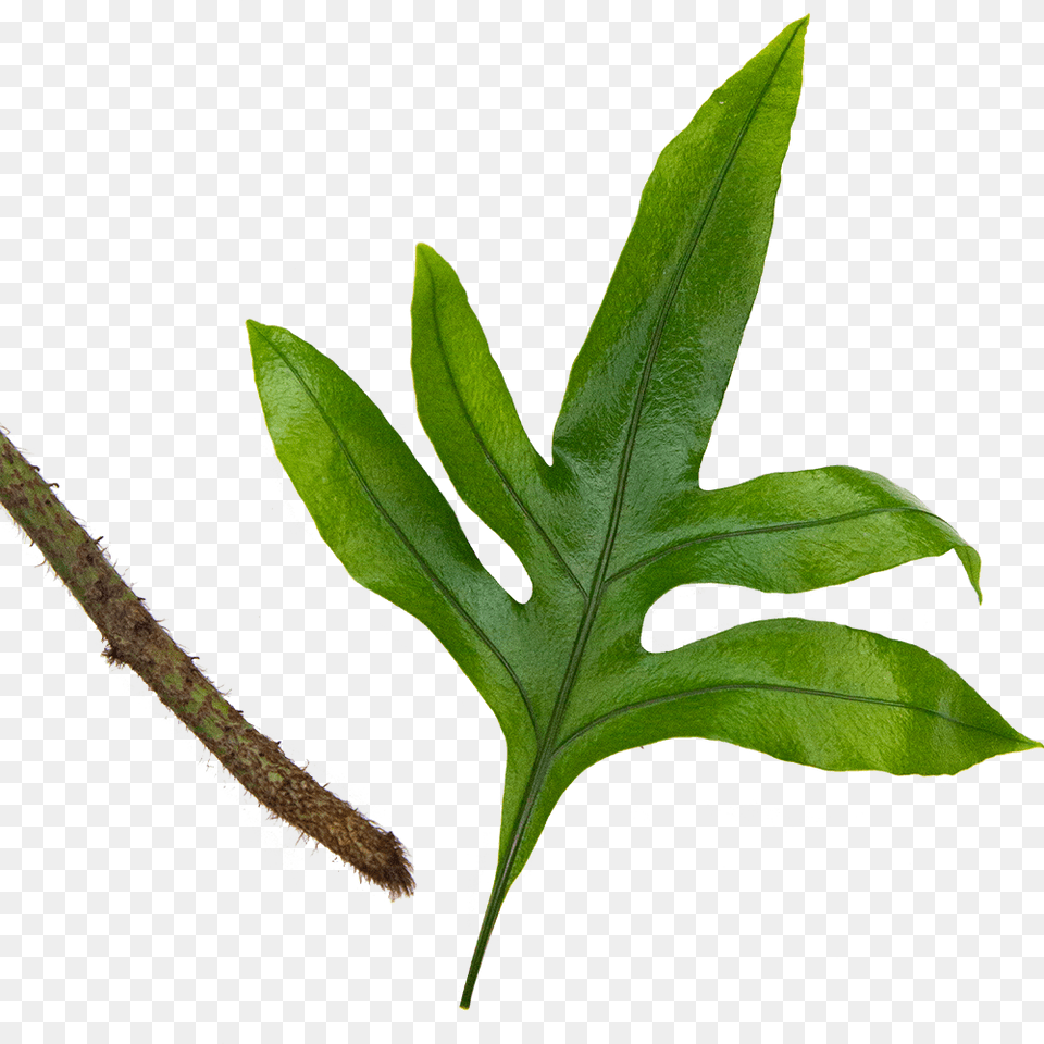 Fern Kangaroo Paw Twig, Leaf, Plant, Tree, Herbal Free Png Download