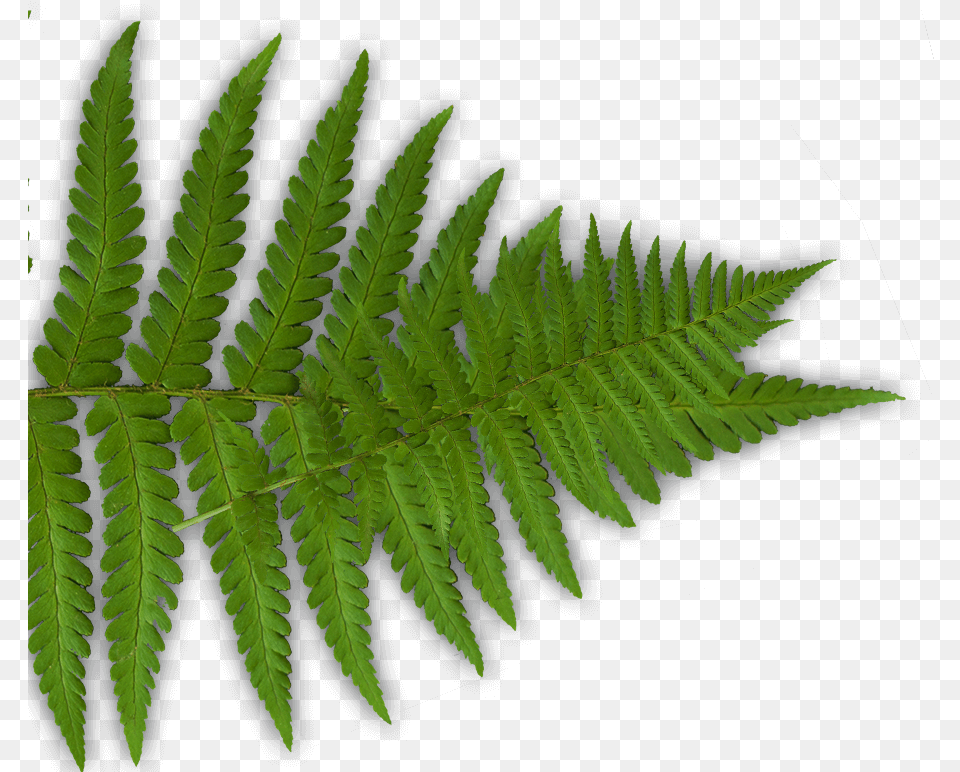 Fern Laser Combat Player Wargame Company Tavistock, Plant Free Transparent Png