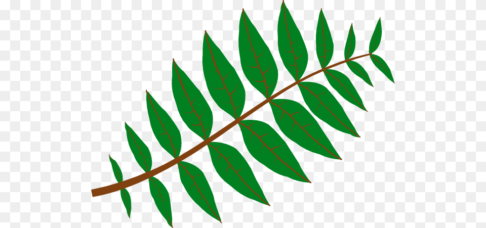 Fern Leaf, Plant, Green, Tree, Vegetation Png