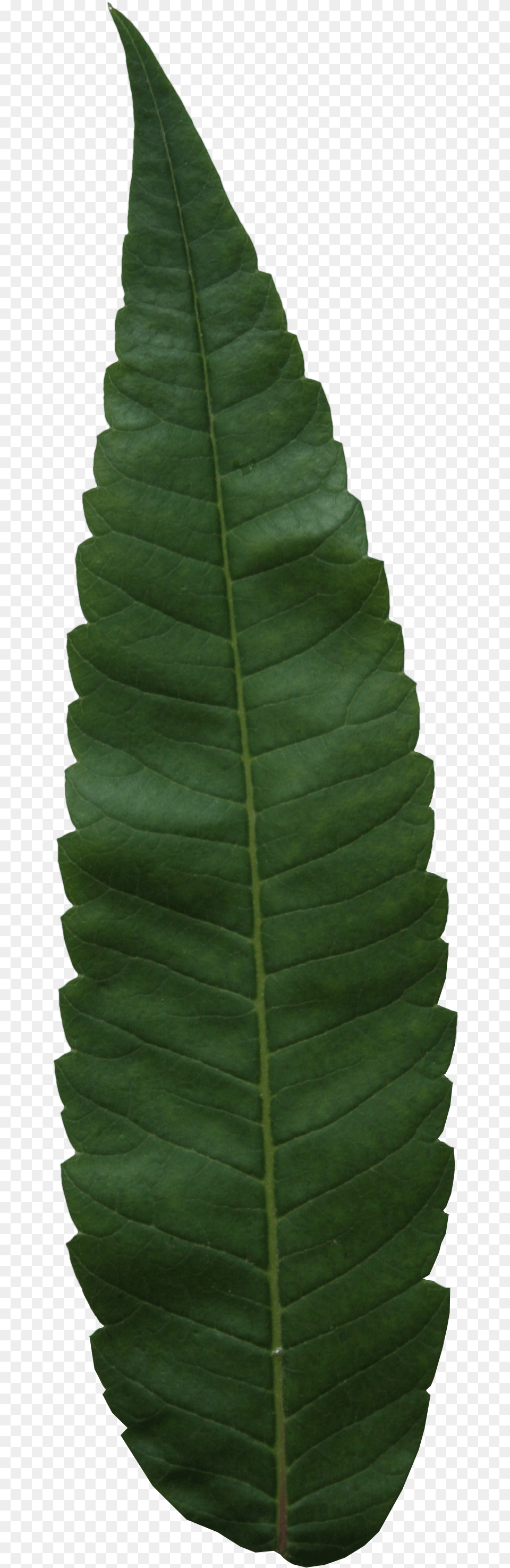 Fern Leaf, Plant, Tree Free Png Download