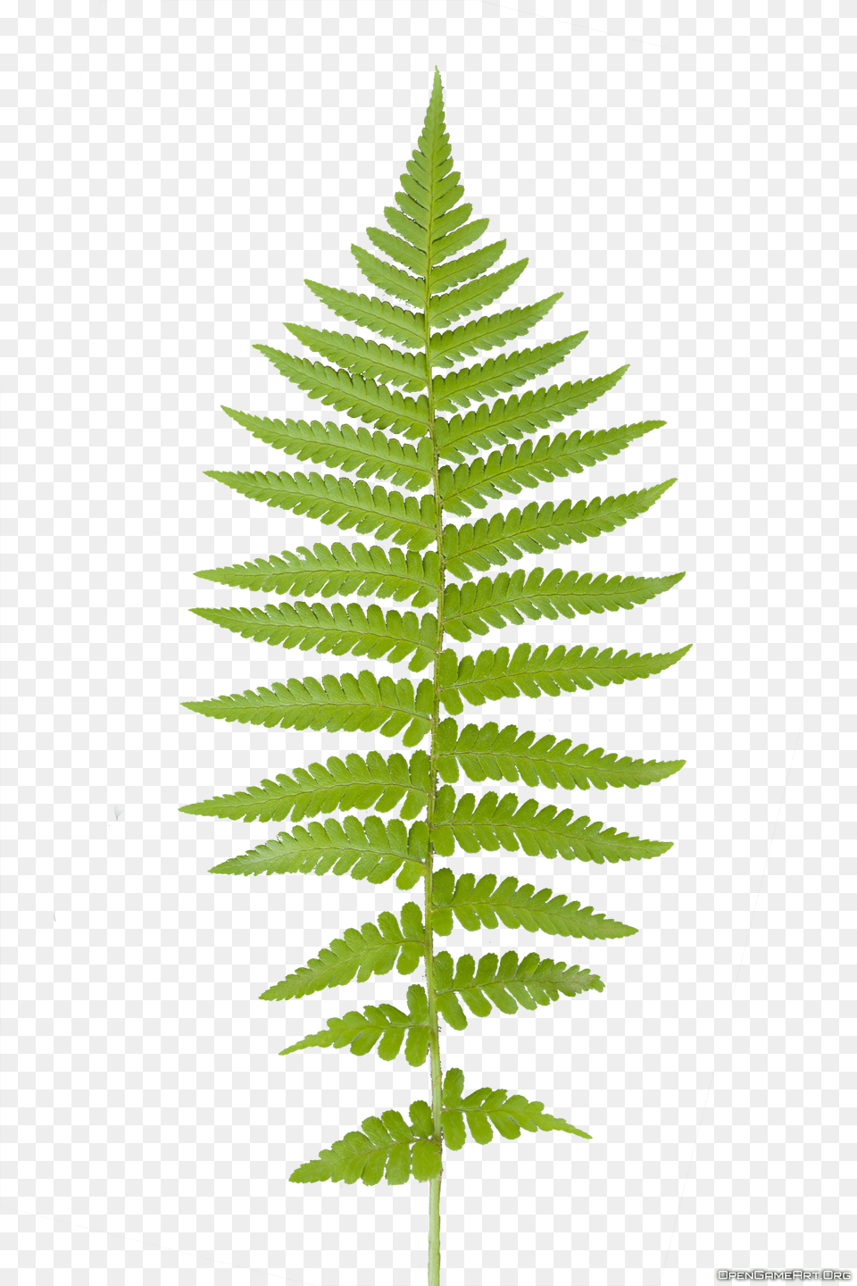 Fern Leaf, Plant Png Image