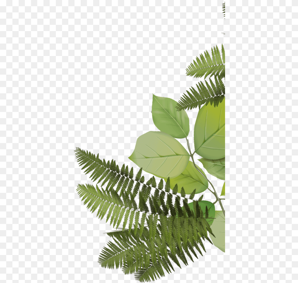 Fern Leaf, Plant, Ball, Football, Soccer Free Transparent Png