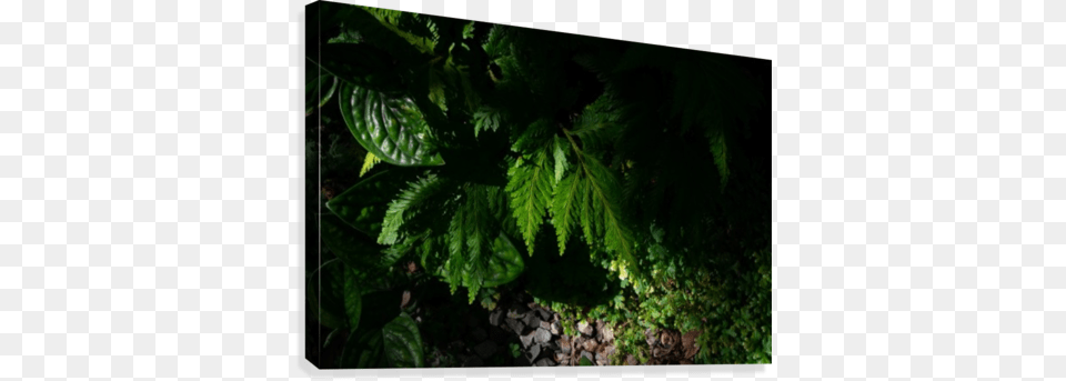 Fern Leaf Canvas Print Fern, Plant, Vegetation, Tree, Road Free Transparent Png