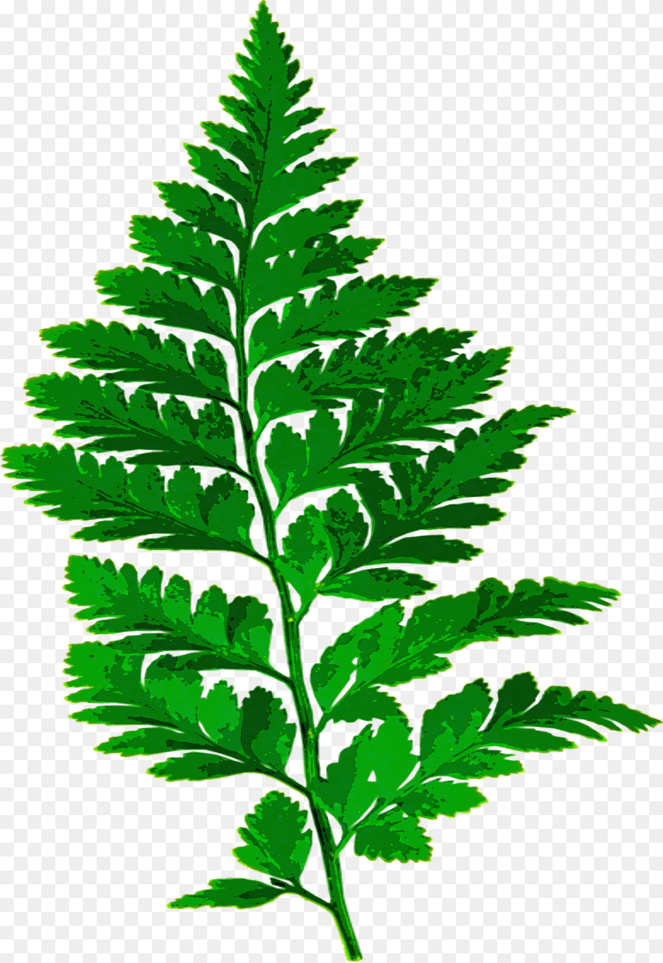 Fern Leaf Clipart, Plant Free Transparent Png
