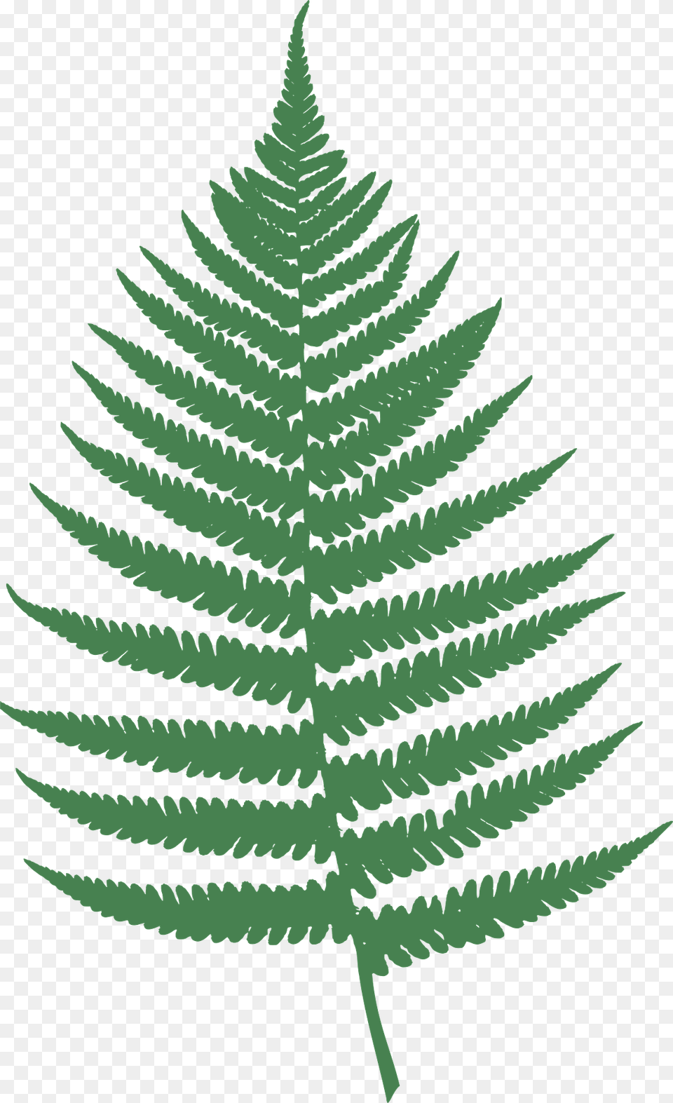 Fern Leaf Clipart, Plant, Tree Png