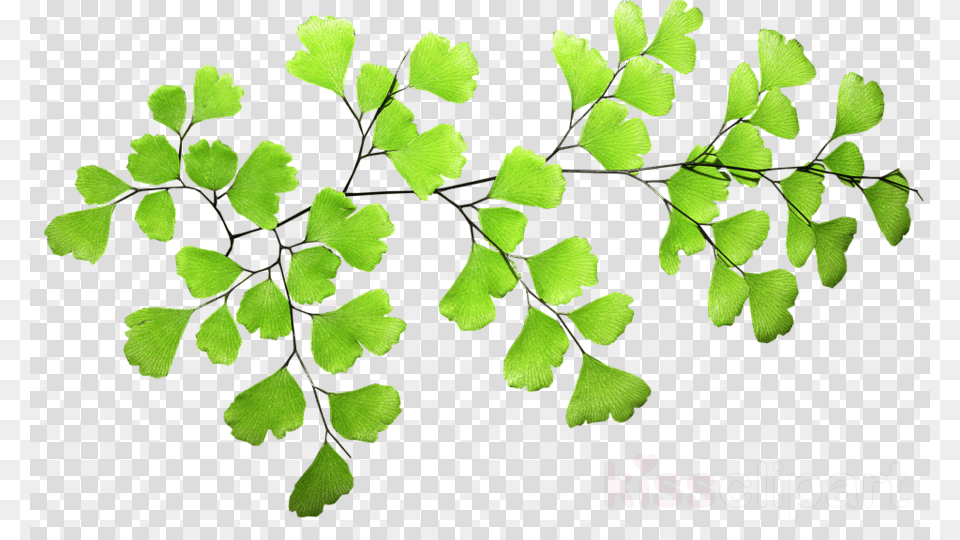 Fern Leaf Clipart Fern Leaf Clip Art Vector Ferns, Plant, Pattern Png